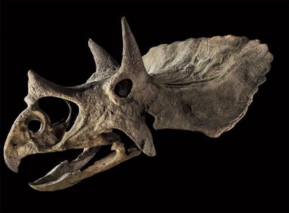 Crâne fossile de Triceratops Horridus
Wyoming
Maastrichtien,...