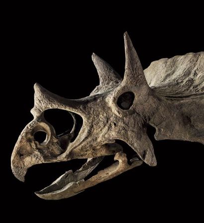 Crâne fossile de Triceratops Horridus
Wyoming
Maastrichtien,...