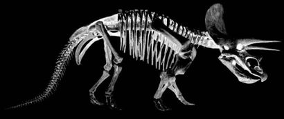 Crâne fossile de Triceratops Horridus
Wyoming
Maastrichtien,...
