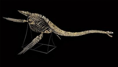 Zarafasaura oceanis
Fin du Crétacé
Maroc
H....