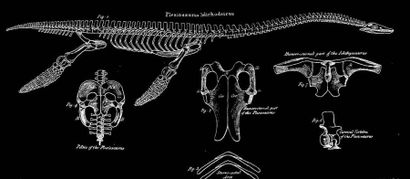 Zarafasaura oceanis
Fin du Crétacé
Maroc
H....