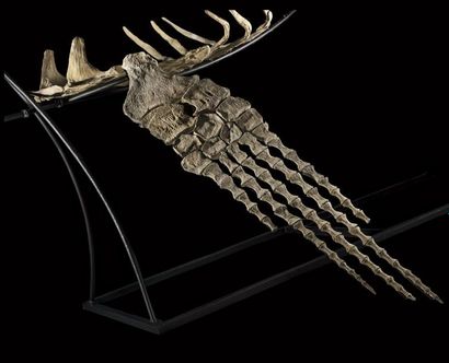 Zarafasaura oceanis
Fin du Crétacé
Maroc
H....