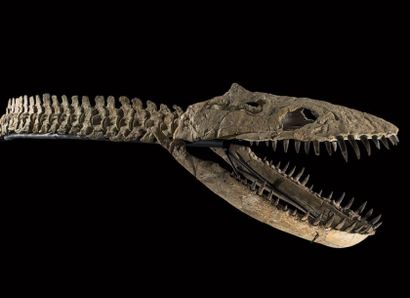 Zarafasaura oceanis
Fin du Crétacé
Maroc
H....