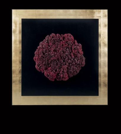 Corail orgue Tubipora musica
Iles Salomon
Composition...