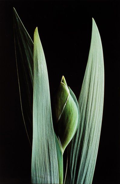 MARTIN André
IRIS AVEC FEUILLE ET BOUTON....