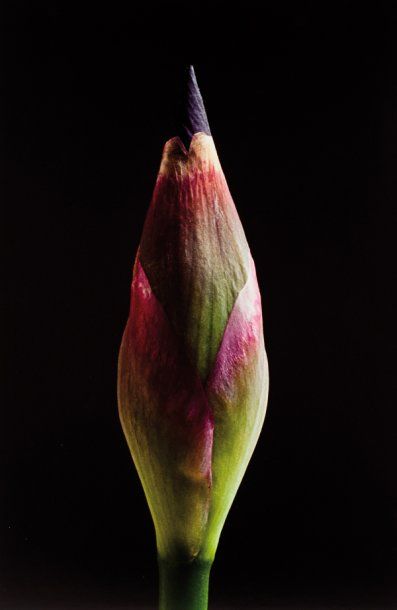 MARTIN André
BOUTON D'IRIS. 1984 ; 70 x 46,5...