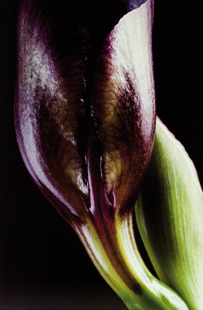 MARTIN André
FLEUR D'IRIS S'OUVRANT. 1984...