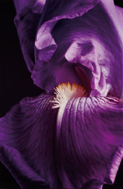MARTIN André
COEUR D'IRIS OUVERT. 1984 ;...