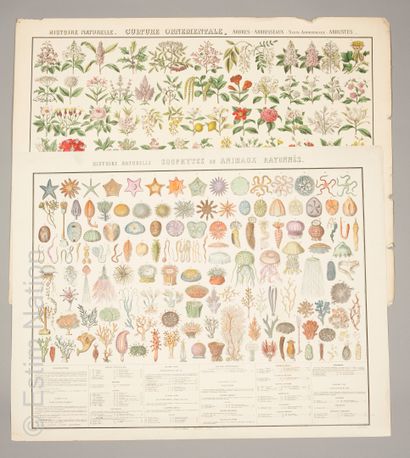 EDUCATION - SCIENCES NATURELLES
Editions...