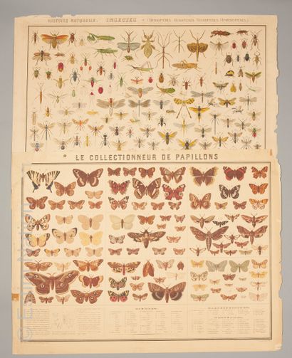 EDUCATION - SCIENCES NATURELLES
Editions...