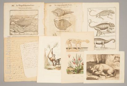 BIOLOGIE - FAUNE
Réunion de planches illustrées...