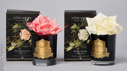 COTE NOIRE
DEUX ROSES en gel : blanc ivoire...