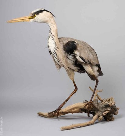 ANIMALIA - ASH HERON
Ardea Cinerea - Ash...