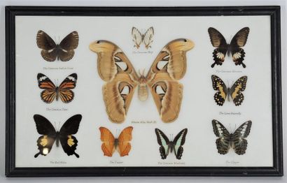 PAPILLONS
Collection de papillons dans un...