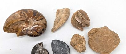 A collection of various fossils and two ammonites....