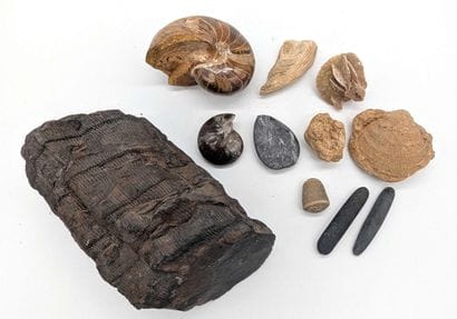 A collection of various fossils and two ammonites....