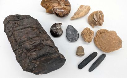 A collection of various fossils and two ammonites....