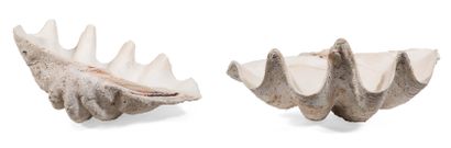 *Bénitier géant complet avec ses deux valves....