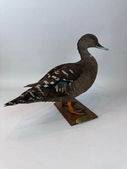 Canard noirâtre ou en synonymie Canard tacheté...