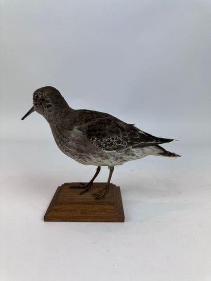 Bécasseau violet (Calidris maritima) (CE)...