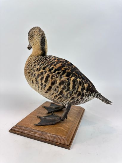 Dendrocygne à dos blanc (Thalassornis leuconotus)...