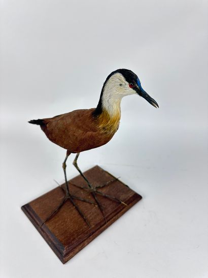 Jacana à poitrine dorée (Actophilornis africanus)...