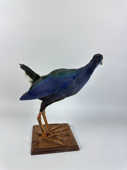 Talève sultane (Porphyrio porphyrio) (CE)...