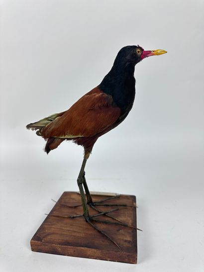 Jacana noir (Jacana jacana) (NR) : spécimen...