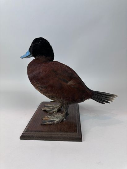 Erismature rousse du Pérou (Oxyura jamaicensis...