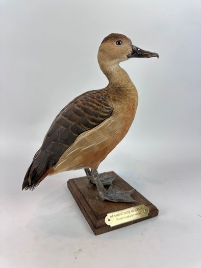 Dendrocygne de l’Inde (Dendrocygna javanica)...