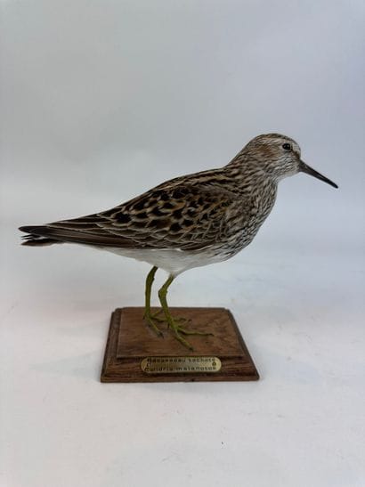 Bécasseau tacheté (Calidris melanotos) (CE)...