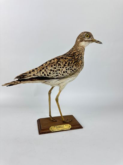 Oedicnème du Sénégal (Burhinus senegalensis)...