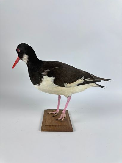 Huîtrier-pie (Haematopus ostralegus) (CH)...