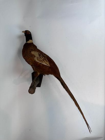 Faisan de colchide (Phasianus colchicus)...