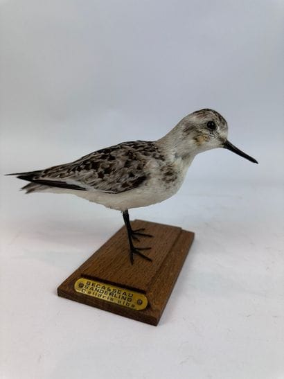 Bécasseau sanderling (Calidris alba) (CE)...