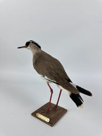 Vanneau couronné (Vanellus coronatus) (NR)...