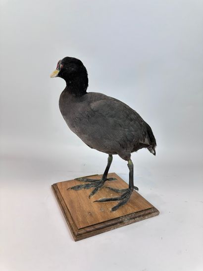 Foulque ardoisée (fulica ardesiaca) (NR)...