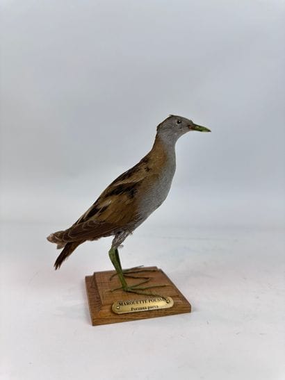 Marouette poussin (Porzana parva) (CE) :...