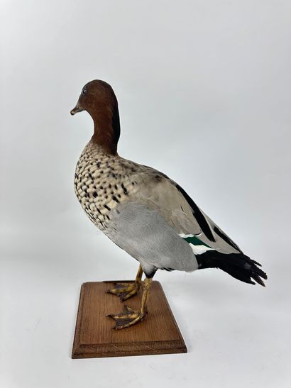 Canard à crinière ou en synonymie Bernache...