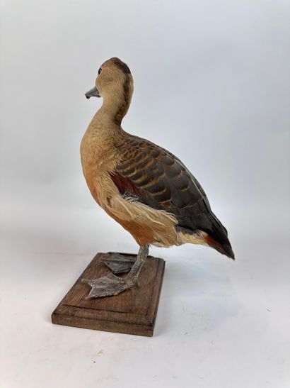 Dendrocygne de l’Inde (Dendrocygna javanica)...