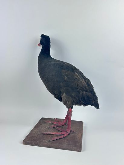 Foulque géante (Fulica gigantea) (NR) : spécimen...