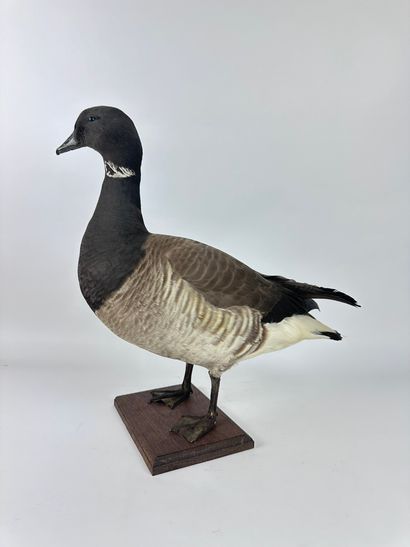 Bernache cravant (Branta bernicla hrota)...