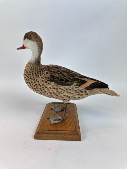 Canard des Bahamas ou en synonymie Pilet...