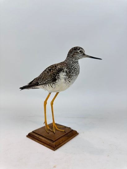 Petit chevalier à pattes jaunes (Tringa flavipes)...