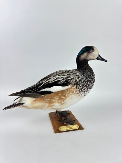Canard siffleur du Chili (Anas sibilatrix)...
