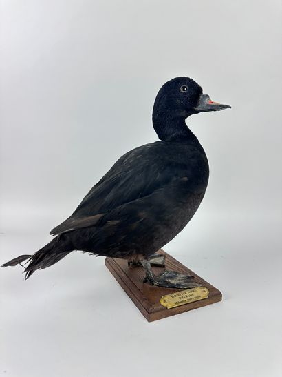 Macreuse noire (Melanitta nigra nigra) forme...