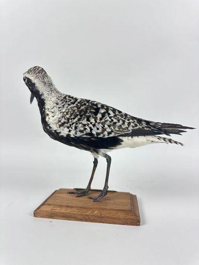 Pluvier argenté (Pluvialis squatarola) (CH)...