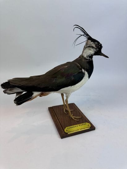 Vanneau huppé (Vanellus vanellus) (CH) :...