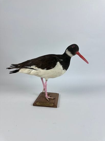Huîtrier-pie (Haematopus ostralegus) (CH)...