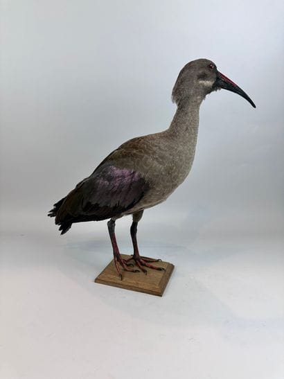 Ibis hagedash (Bostrychia hagedash) (NR):...